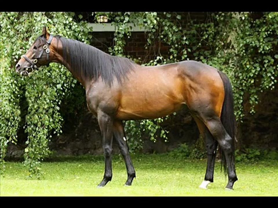 Hřebčín Napajedla- Plemeníci