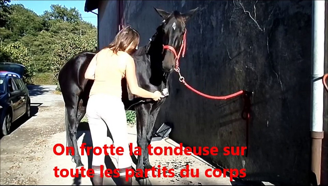 tuto 1 : tondre sont cheval ( aborder )
