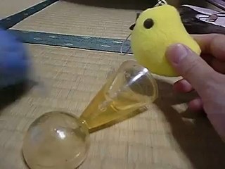 【セキセイインコ】デカひよこちゃんに関心が無いイカちんその1