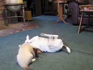 Dog and kitten playing - Russ & Kiara