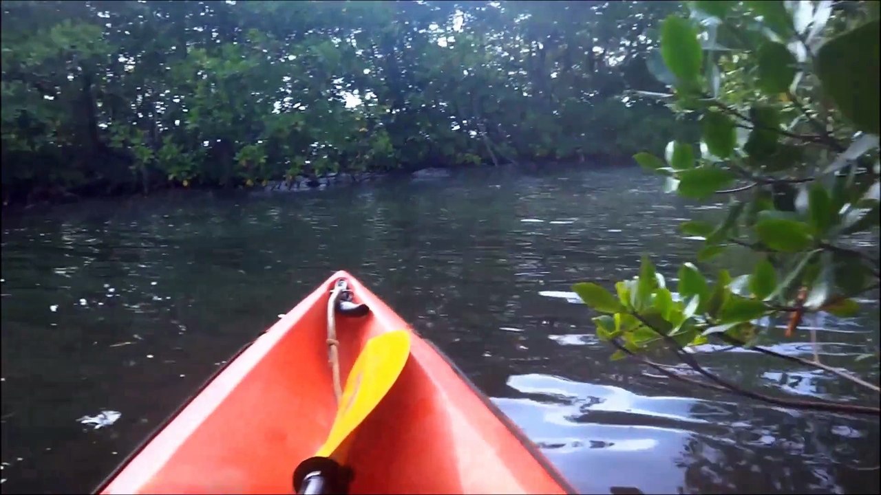 mangrove vieux bourg
