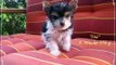 Kleinster Hund der Welt / Biewer-Yorkshire-Terrier 