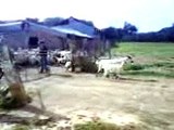 Rebanho de Cabras no Monte Alentjano