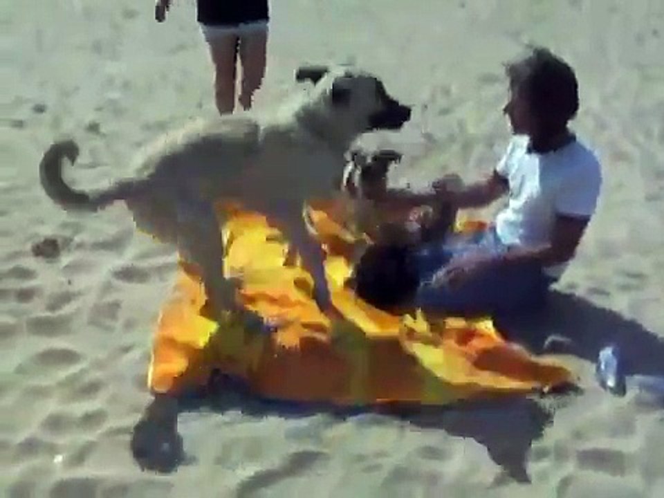 KILLER KANGAL BEACH BLANKET MASSACRE