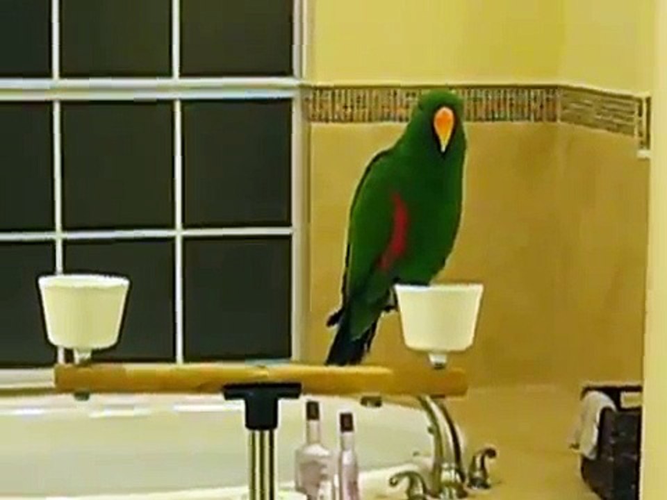 Papoose the Eclectus Parrot Talking