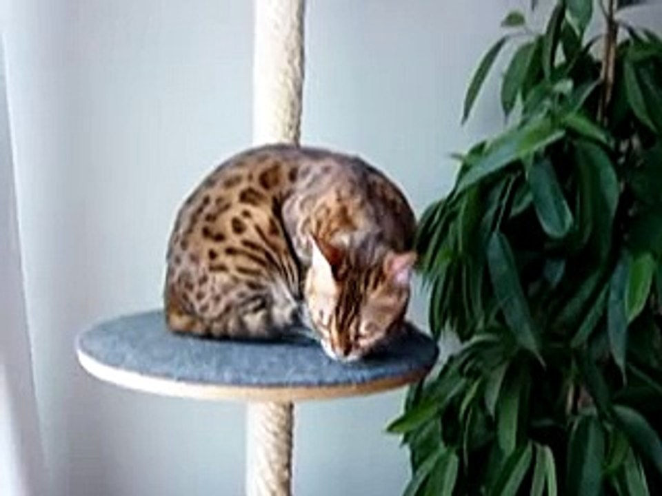 bengal cat, funny