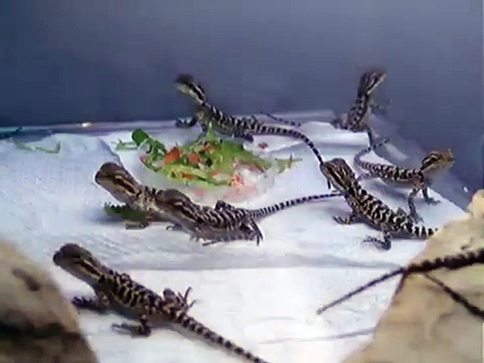 Baby Pogona vitticeps eating their greens