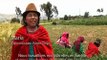 Le Quinoa équitable : les graines d'une dignité retrouvée