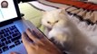 Lustige Katzen Nachfrage Petting Aufmerksamkeit (Zusammenstellung 2015) - Lustige Tiere [HD]