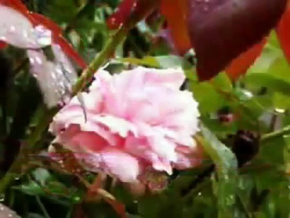 Lluvia muy relajante para dormir.avi Elemento agua