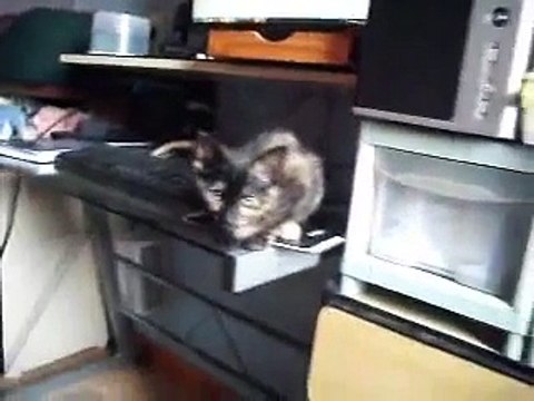 Veja a evolução dos gatinhos bebês recém nascidos Petfeliz