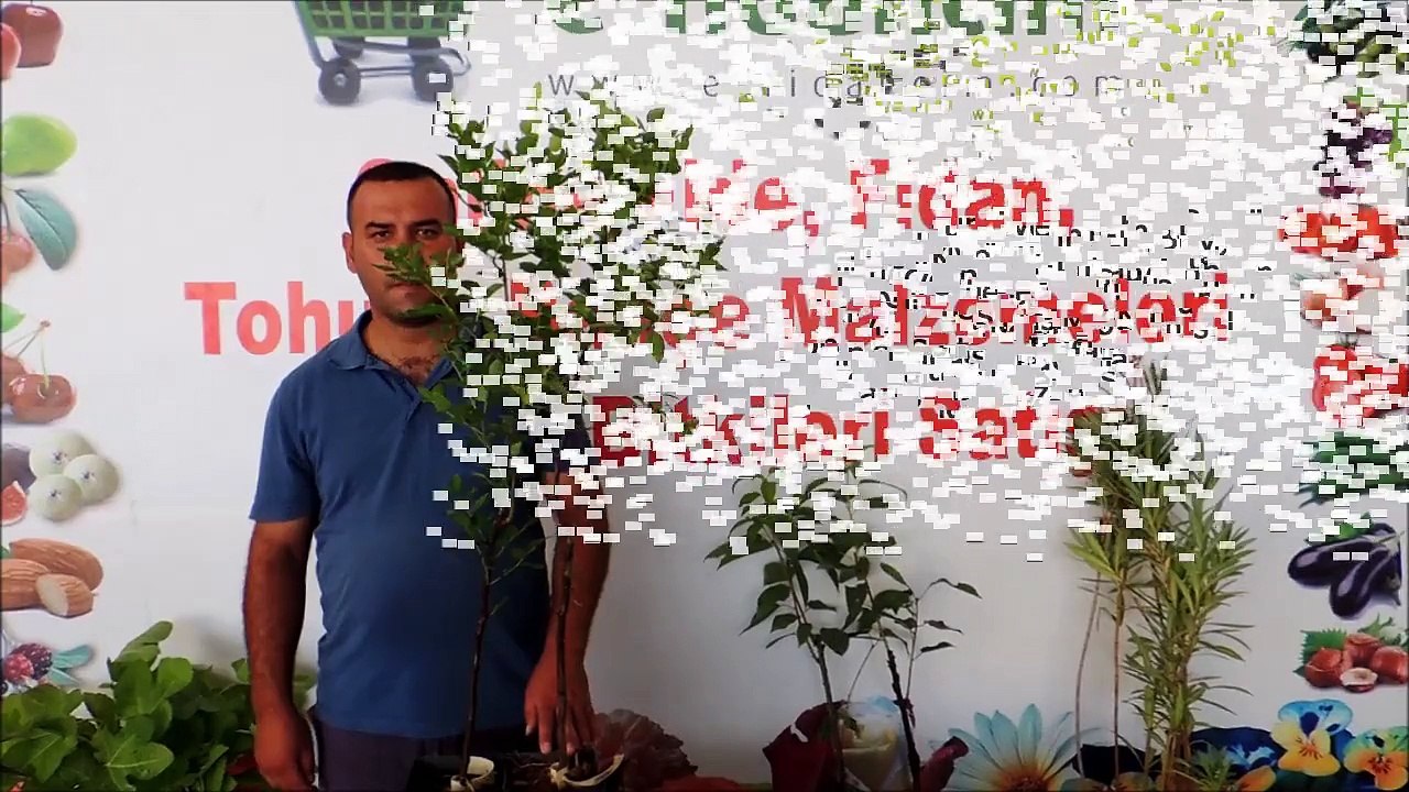 Hünnap Ağacı Özellikleri