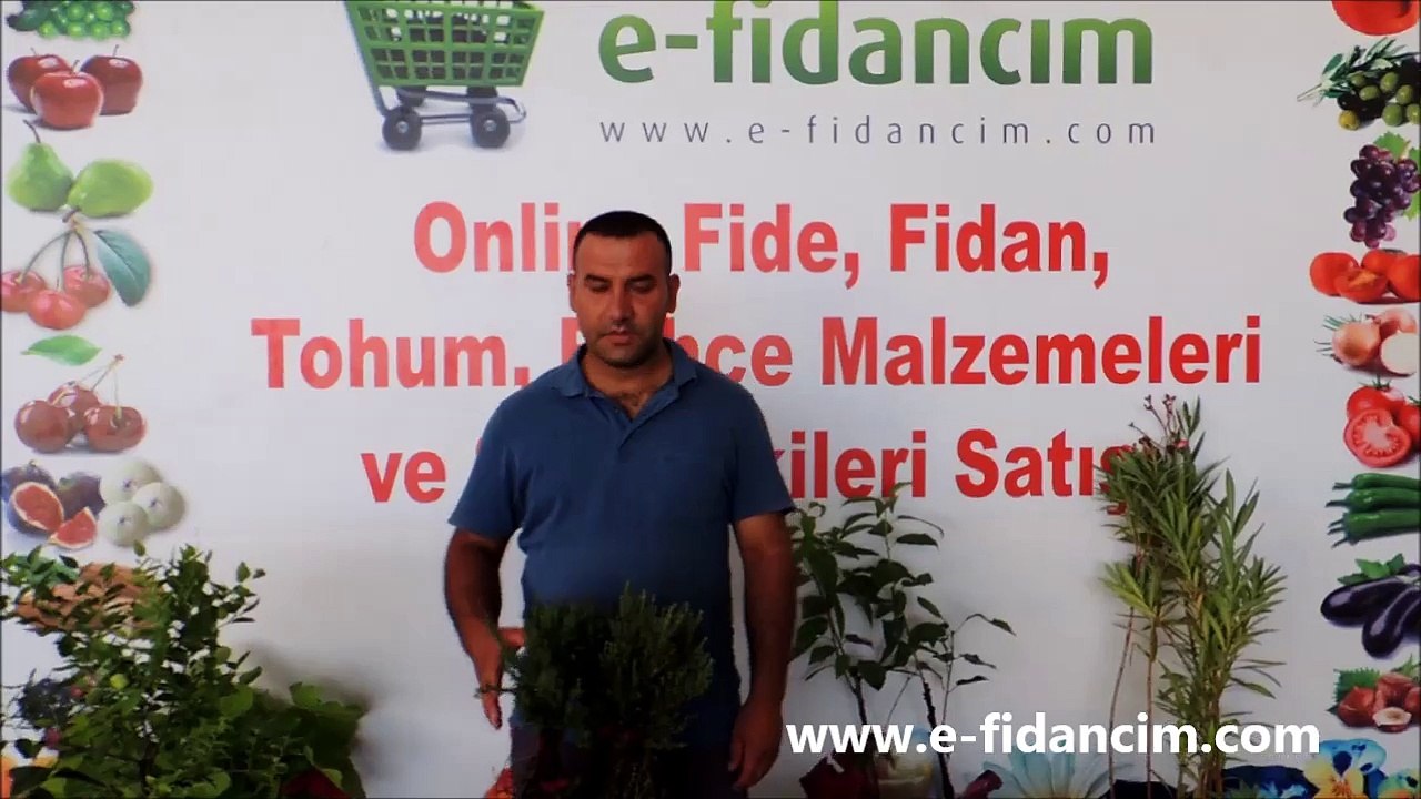 Tüplü Kekik Fidanı ve Özellikleri