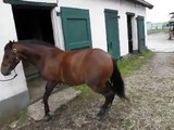 Getting hackney pony Camo used to funny noises and objects
