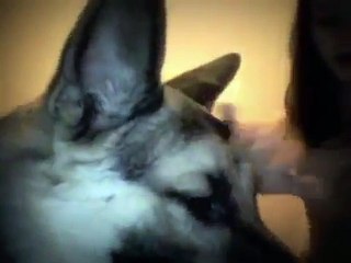 MUSIC TO RELAX DOGS! - TRY IT ON YOUR DOG AND WATCH RelaxMyDog Really calmed my dog!