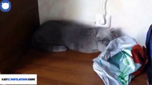 Cat Compilation | Guilty Cats Compilation