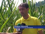 Suša prepolovila rod kukuruza, 01. avgust 2015. (RTV Bor)