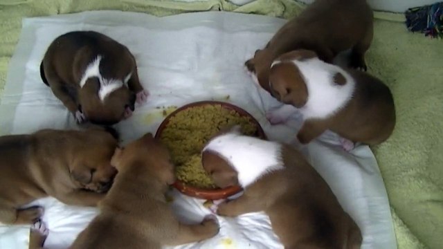 26ème vidéo Repas purée croquettes avec la 21ème portée de Staffordland