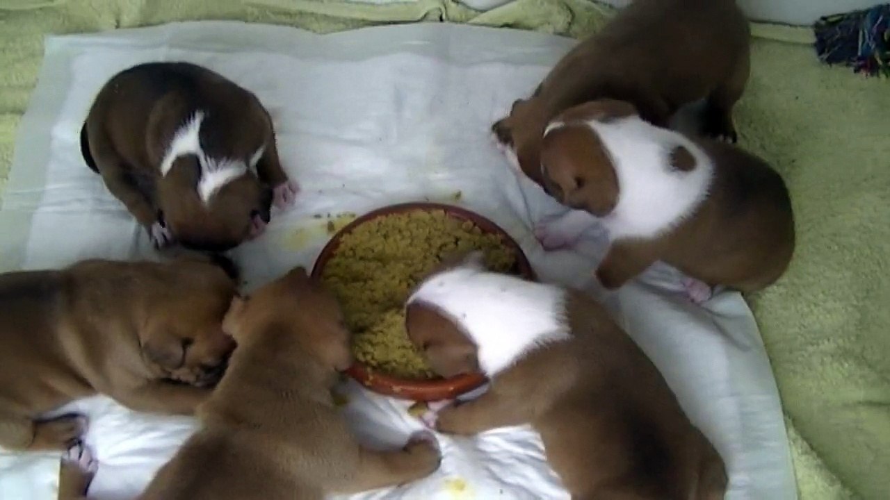 26ème vidéo Repas purée croquettes avec la 21ème portée de Staffordland