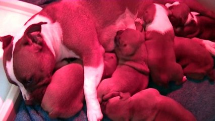 27ème vidéo La tétée avec les chiots de la 21ème portée de Staffordland