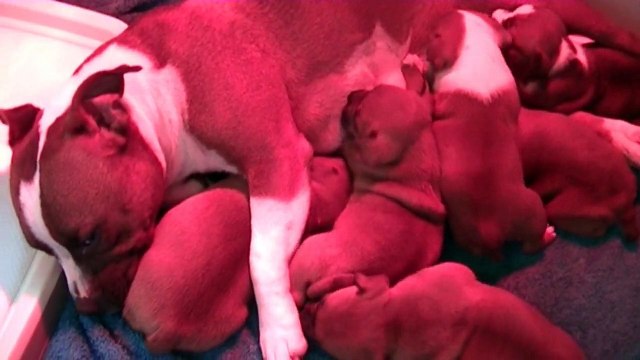 27ème vidéo La tétée avec les chiots de la 21ème portée de Staffordland