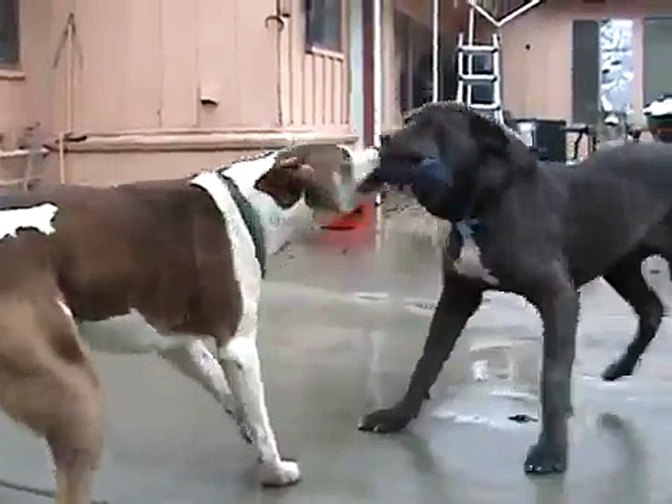 neo mastiff 5month vs pitbull mix