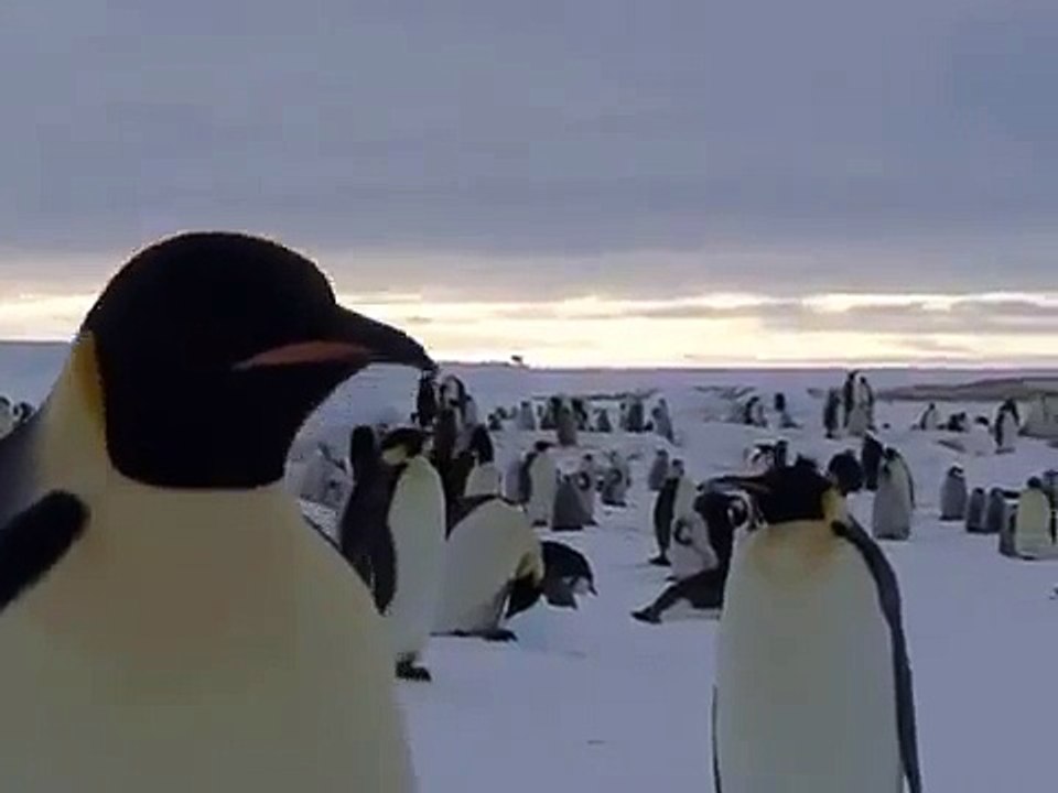 Emperor penguin neck - Gymnastique du cou d'un manchot Empereurs