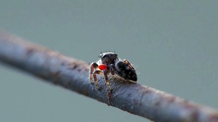 Awesome Jumping Spiders (Arachno-Cuteness)