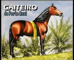Haras Porto Azul - Gaiteiro do Porto Azul Do Sonho à Realidade - Mangalarga Marchador