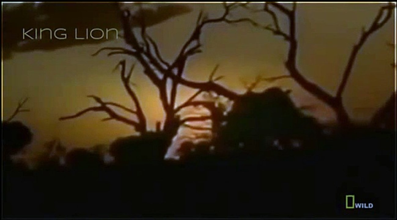 Lions Attack Hunters Documentaries National Geographic Wild Animal Documentary HD