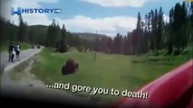 Amok bison trampled woman! Shock! Bison attack on woman / Animal Attacks on Human