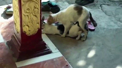 Funny Farm Animals Compilation | Funny Animal Fail Compilation | August 2015