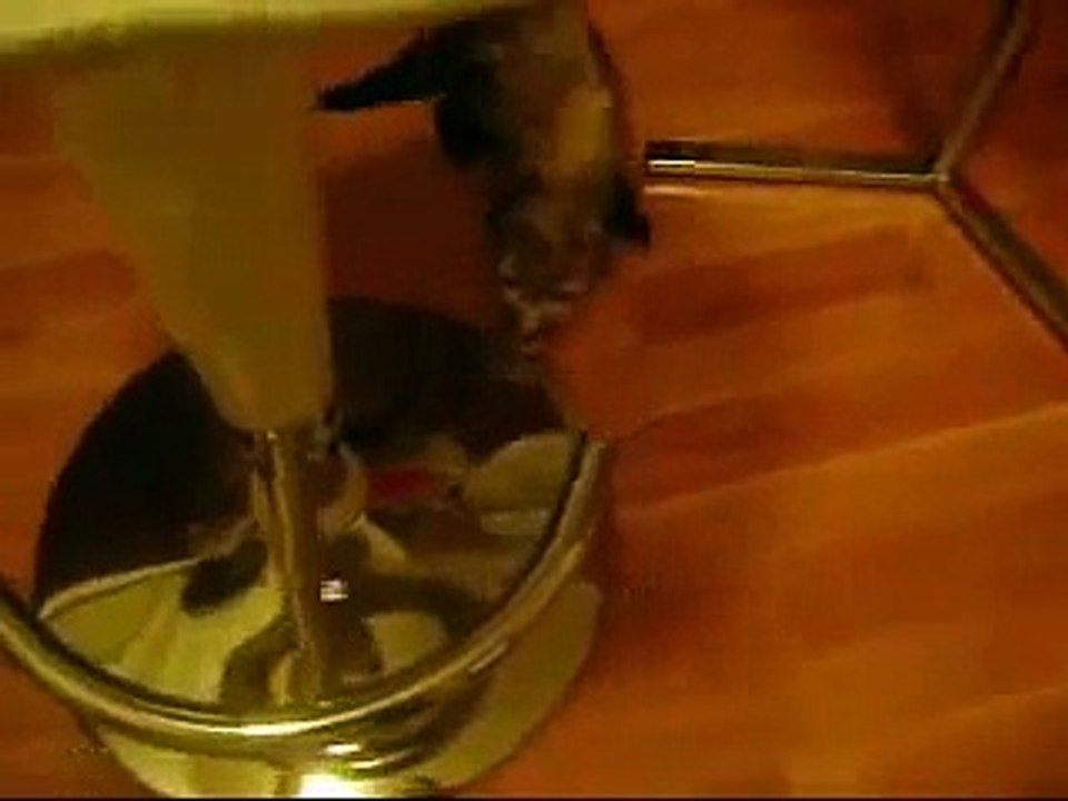 Mia the ferret tail wagging :)