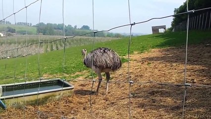 Funny Farm Animals Compilation | Funny Animal Fail Compilation | August 2015