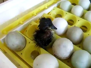#4 - Ducklings Hatching