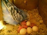 Newly hatched budgie chicks being fed in nestbox