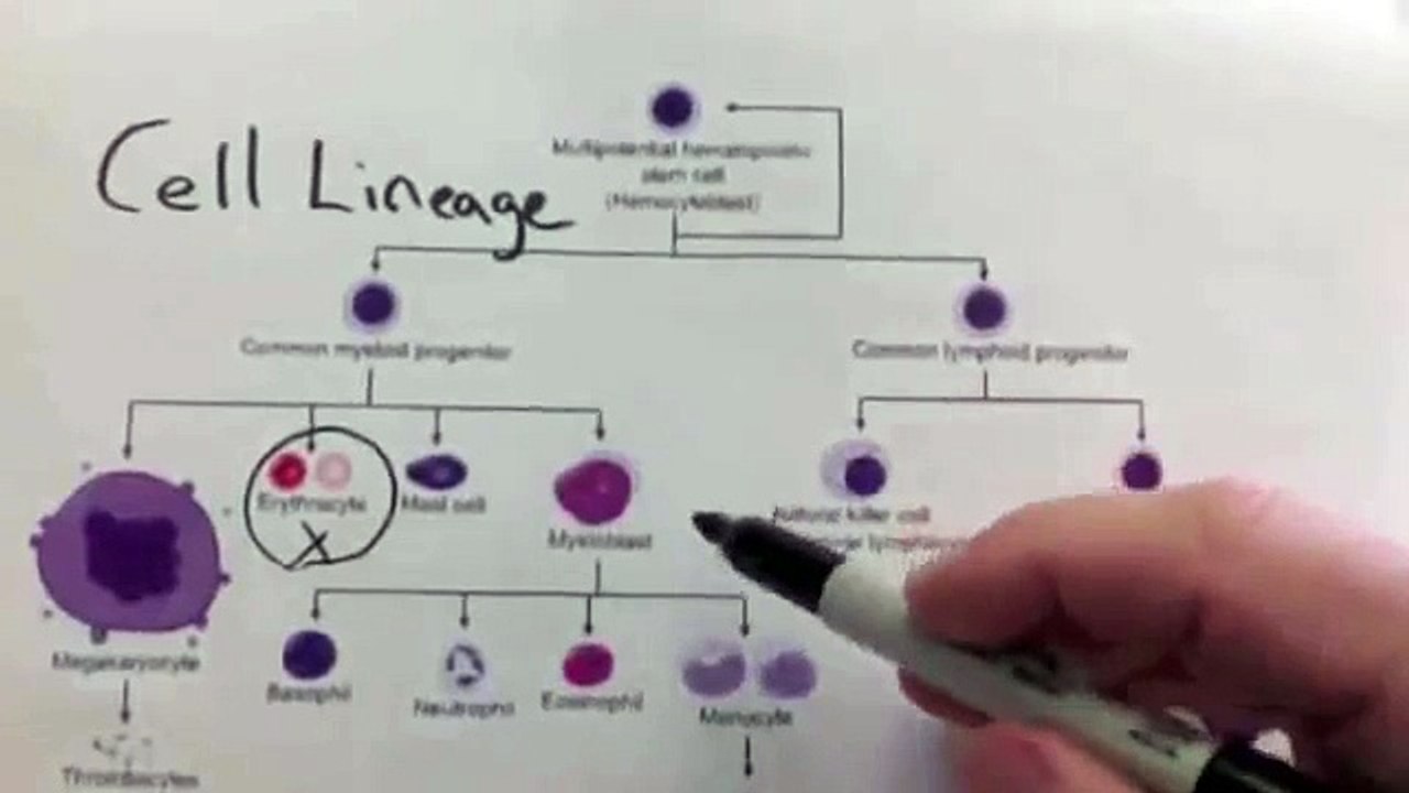 Hematopoiesis