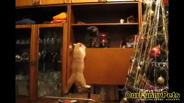 Funny Videos 2015 Funny Vines Cats Funny fails Cats Videos Funny Cat Videos Cool Crazy Cats