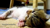 Funny Videos ♦ Funny Cats ♦ Funny Pranks ♦ Funny Animals ♦ Funny Cats Videos 2015