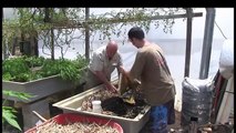 Wicking Beds in Practical Aquaponics