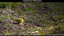 Goldammer mit Gesang - Yellowhammer singing (1080p HD)