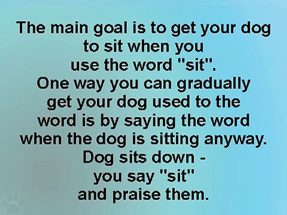 Golden Retriever Puppy Specialists Training The Sit and Come Commands