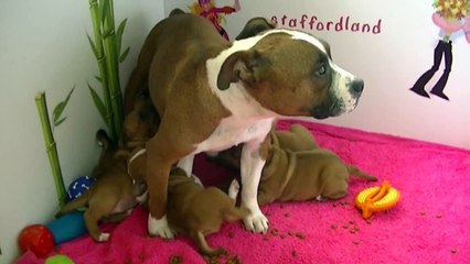 33ème vidéo La maman et les chiots de la 21ème portée de Staffordland