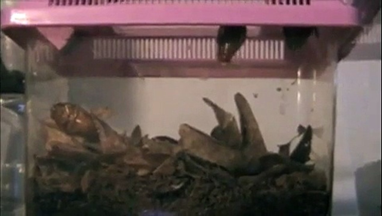 Gyna lurida