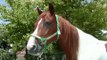 Gentle gaited trail horse in the round pen, buy a gaited horse for sale, training a foxtrotter