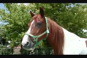 Gentle gaited trail horse in the round pen, buy a gaited horse for sale, training a foxtrotter