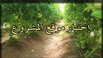 البيوت الزراعية المبردة الطماطم