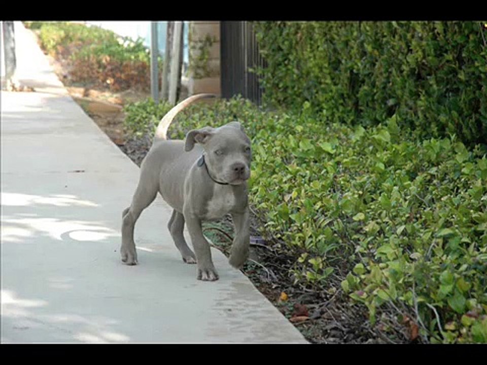 Blue nose pitbull puppy