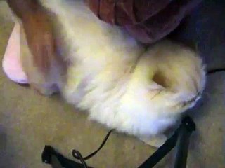 My cat loves spanking!