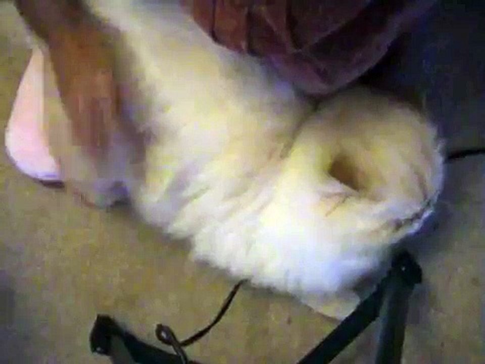 My cat loves spanking!